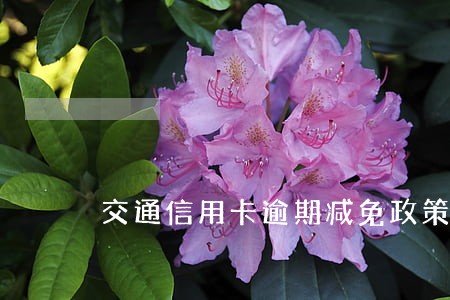 交通信用卡逾期减免政策 交通信用卡逾期减免政策