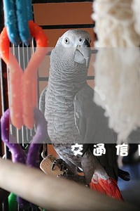 交通信用卡逾期几天最低还款 交通信用卡逾期几天最低还款