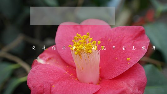 交通信用卡逾期几年会怎么样 交通信用卡逾期几年会怎么样