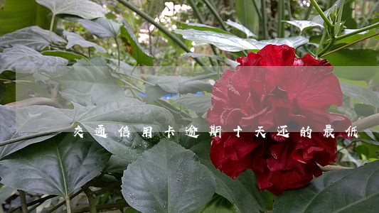 交通信用卡逾期十天还的最低 交通信用卡逾期十天还的最低