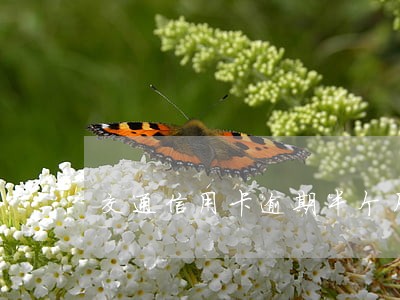 交通信用卡逾期半个月怎么办