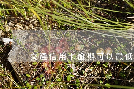 交通信用卡逾期可以最低还款吗