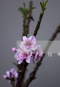 交通信用卡逾期后分期 交通信用卡逾期后分期