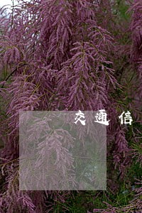 交通信用卡逾期后能协商分期吗