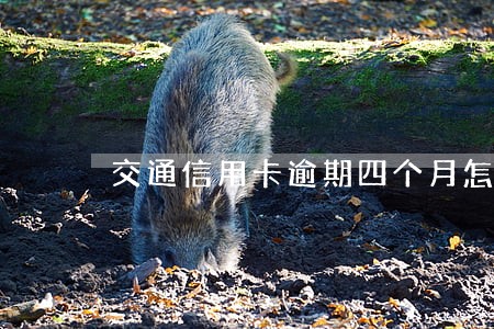 交通信用卡逾期四个月怎么处理 交通信用卡逾期四个月怎么处理