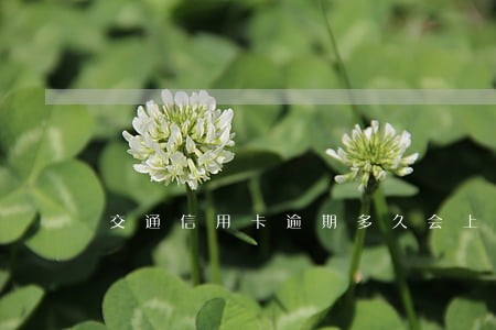 交通信用卡逾期多久会上门呢 交通信用卡逾期多久会上门呢