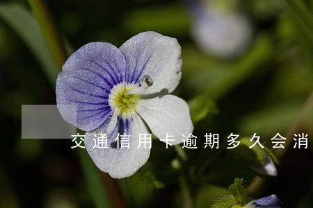 交通信用卡逾期多久会消除额度 交通信用卡逾期多久会消除额度