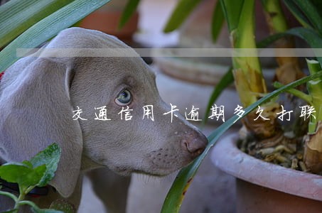 交通信用卡逾期多久打联系人 交通信用卡逾期多久打联系人