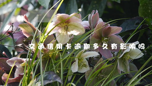 交通信用卡逾期多久有影响吗