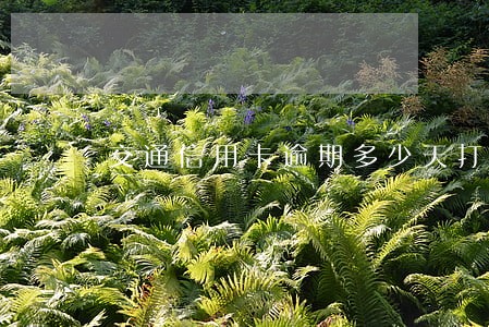 交通信用卡逾期多少天打电话 交通信用卡逾期多少天打电话