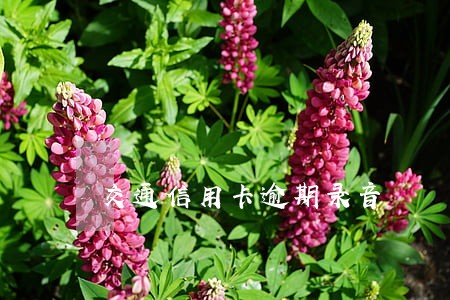 交通信用卡逾期录音 交通信用卡逾期录音