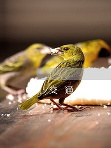 交通信用卡逾期态度很恶劣 交通信用卡逾期态度很恶劣
