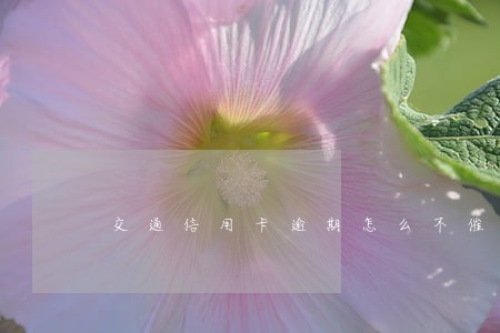 交通信用卡逾期怎么不催款