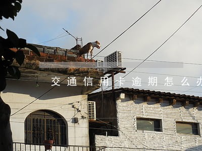 交通信用卡逾期怎么办分期 交通信用卡逾期怎么办分期