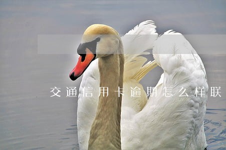 交通信用卡逾期怎么样联系银行 交通信用卡逾期怎么样联系银行