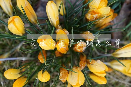 交通信用卡逾期怎么算 交通信用卡逾期怎么算