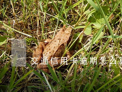 交通信用卡逾期怎么算的 交通信用卡逾期怎么算的