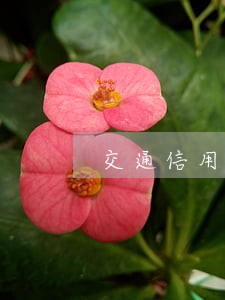 交通信用卡逾期怎样办 交通信用卡逾期怎样办