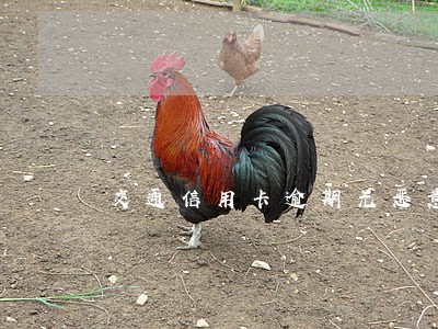 交通信用卡逾期无恶意逾期 交通信用卡逾期无恶意逾期
