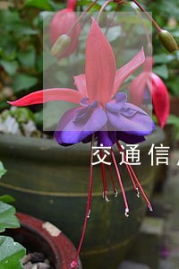 交通信用卡逾期的利息