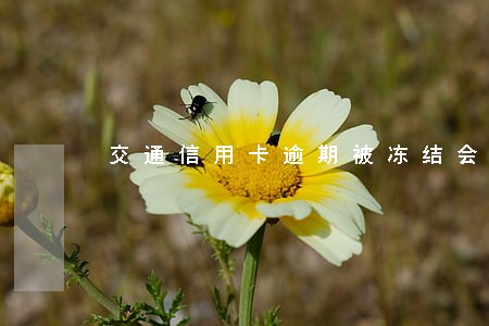 交通信用卡逾期被冻结会通知吗 交通信用卡逾期被冻结会通知吗