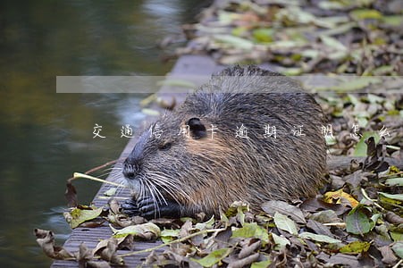 交通信用卡逾期证明怎么写