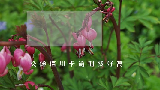 交通信用卡逾期费好高 交通信用卡逾期费好高