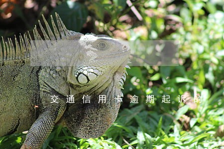 交通信用卡逾期起诉的 交通信用卡逾期起诉的