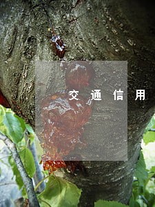 交通信用卡逾期近一年 交通信用卡逾期近一年