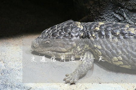 交通信用逾期一天 交通信用逾期一天