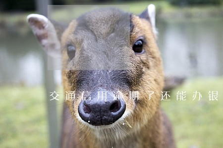 交通信用逾期了还能办银行卡吗 交通信用逾期了还能办银行卡吗