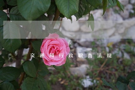 交通局行政职责法规 交通局行政职责法规