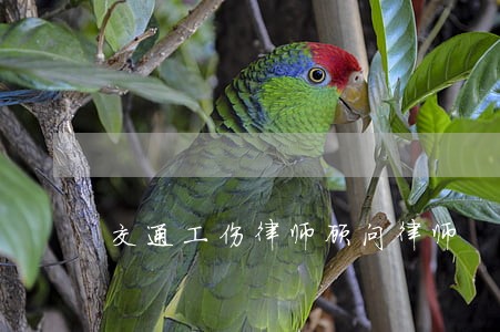 交通工伤律师顾问律师 交通工伤律师顾问律师