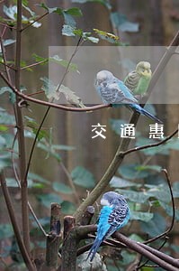 交通惠民贷2万逾期怎么算利息 交通惠民贷2万逾期怎么算利息
