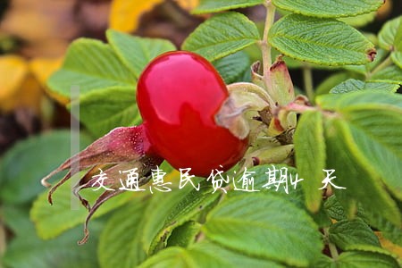 交通惠民贷逾期4天 交通惠民贷逾期4天
