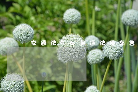 交通法56条违法停车告知单 交通法56条违法停车告知单