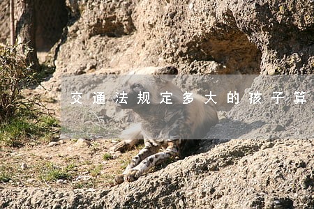 交通法规定多大的孩子算超员 交通法规定多大的孩子算超员