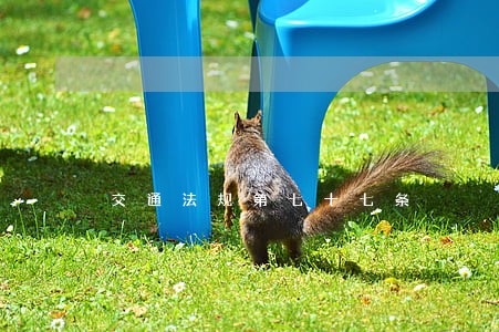 交通法规第七十七条
