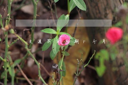 交通罚单逾期5个月 交通罚单逾期5个月