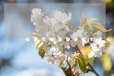 交通罚单逾期8个月怎么处理 交通罚单逾期8个月怎么处理