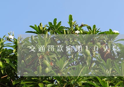交通罚款逾期10天忘了交了 交通罚款逾期10天忘了交了