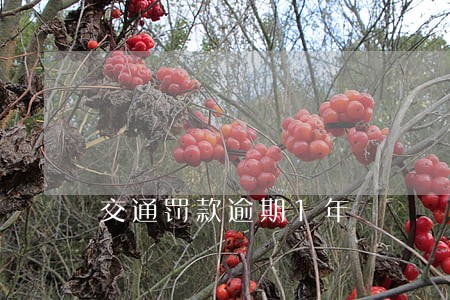 交通罚款逾期1年 交通罚款逾期1年