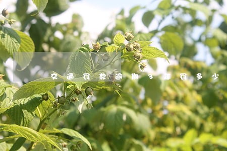 交通罚款逾期3年罚多少钱 交通罚款逾期3年罚多少钱