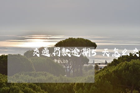 交通罚款逾期5天怎么交 交通罚款逾期5天怎么交