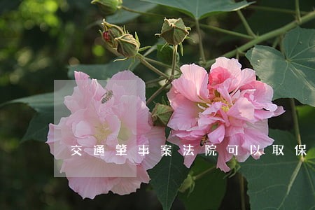 交通肇事案法院可以取保吗 交通肇事案法院可以取保吗