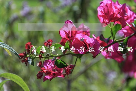 交通肇事者有法律援助吗 交通肇事者有法律援助吗