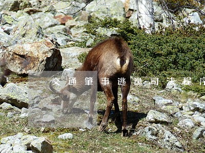 交通肇事逃逸司法程序 交通肇事逃逸司法程序