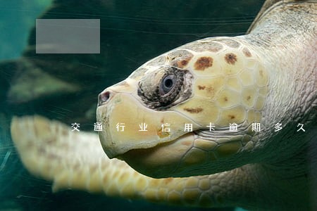 交通行业信用卡逾期多久会上门 交通行业信用卡逾期多久会上门
