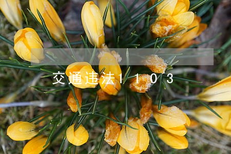 交通违法1103 交通违法1103