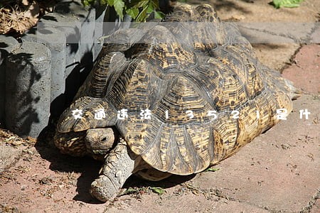 交通违法13521是什么违章 交通违法13521是什么违章